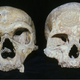 Illustration for article titled How Neanderthals eyes contributed to their demise